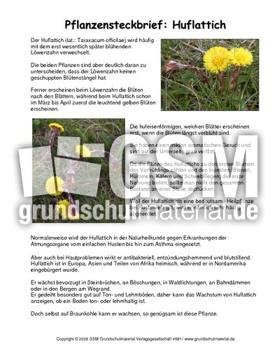 Steckbrief-Huflattich.pdf